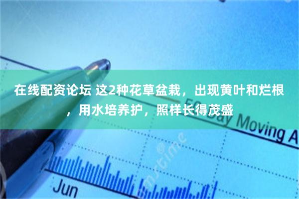 在线配资论坛 这2种花草盆栽，出现黄叶和烂根，用水培养护，照样长得茂盛